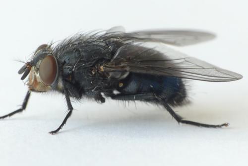 Calliphora vicina